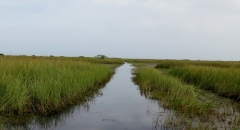 Florida Everglades - 2 -  IMG_4309.JPG