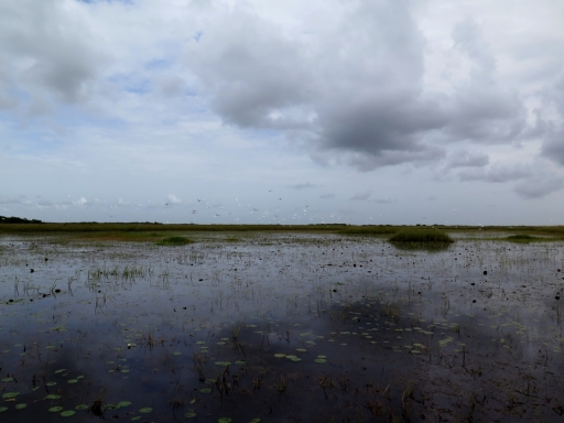 Florida Everglades with birds - IMG_4336.JPG