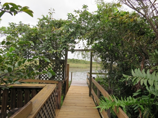 Island in Everglades - IMG_4330.JPG