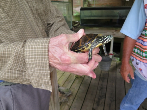 Turtle - IMG_4326.JPG