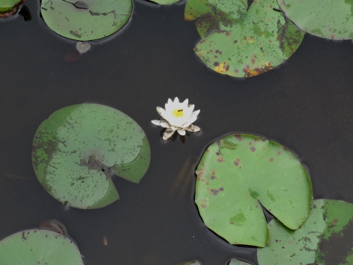 Water Lilly - IMG_4334.JPG