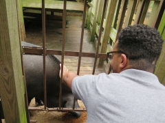 Wild Hog - IMG_4328.JPG