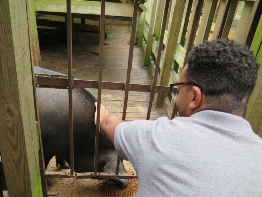 Wild Hog - IMG_4328.JPG