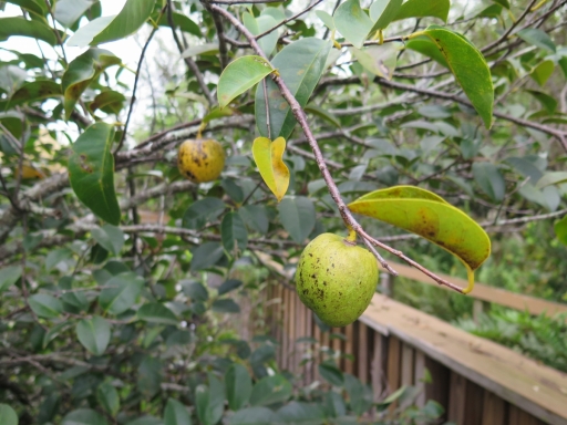 oranges - IMG_4332.JPG