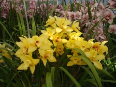 Flower-Fields-Cymbidium-Orchids-01