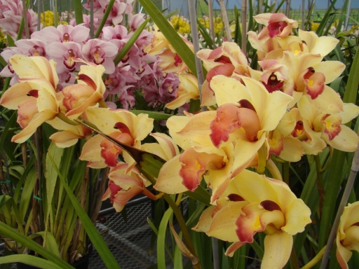 Flower-Fields-Cymbidium-Orchids-02