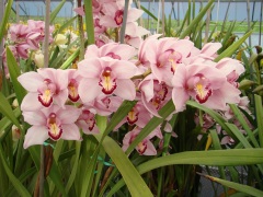 Flower Fields Orchids