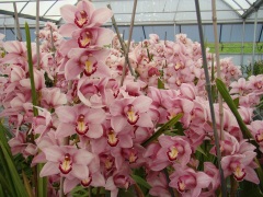 Flower-Fields-Cymbidium-Orchids-04