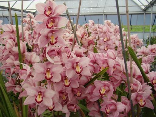 Flower-Fields-Cymbidium-Orchids-04