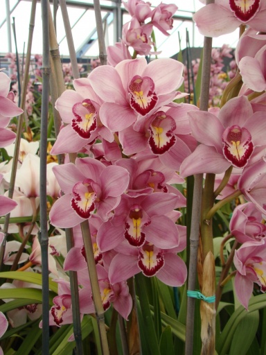 Flower-Fields-Cymbidium-Orchids-05