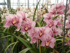 Flower-Fields-Cymbidium-Orchids-06