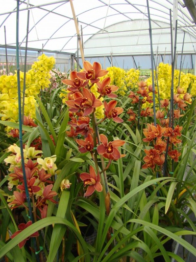 Flower-Fields-Cymbidium-Orchids-07