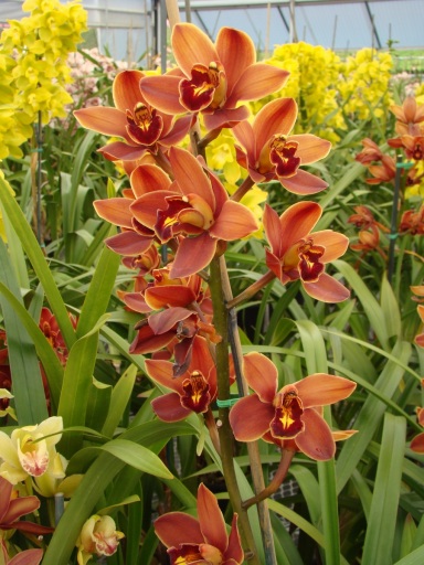 Flower-Fields-Cymbidium-Orchids-08