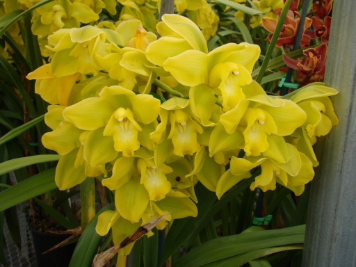 Flower-Fields-Cymbidium-Orchids-09