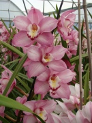 Flower-Fields-Cymbidium-Orchids-10