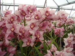 Flower-Fields-Cymbidium-Orchids-11
