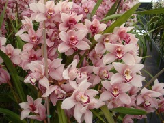 Flower-Fields-Cymbidium-Orchids-12