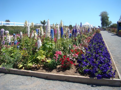 Flower-Fields-flower-beds-01
