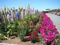 Flower-Fields-flower-beds-02