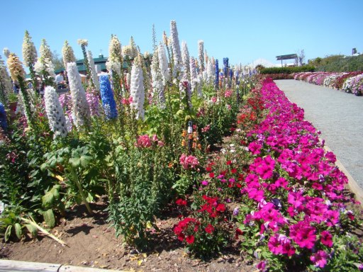 Flower-Fields-flower-beds-02