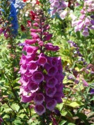 Flower-Fields-flower-beds-03