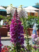 Flower-Fields-flower-beds-04