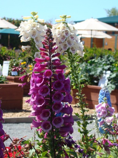 Flower-Fields-flower-beds-04