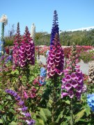 Flower-Fields-flower-beds-07
