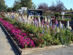 Flower-Fields-flower-beds-10