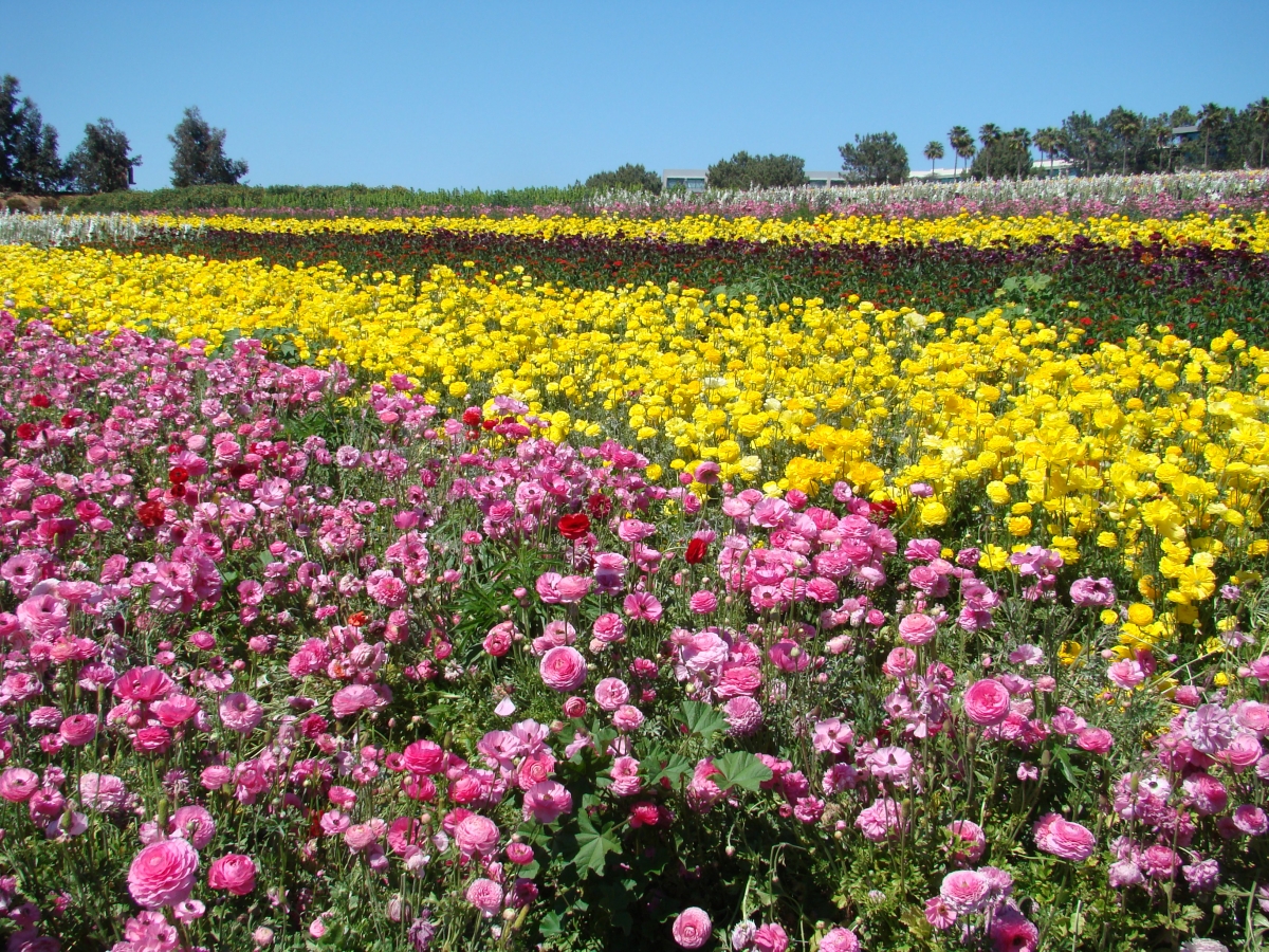 The Flower Fields – Picturesque Photo Views