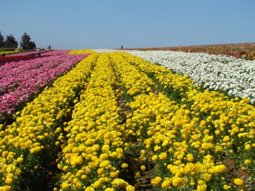 Flower-Fields-01