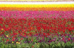 Flower-Fields-03