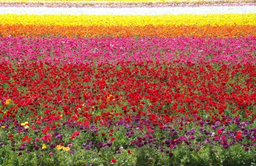 Flower-Fields-03