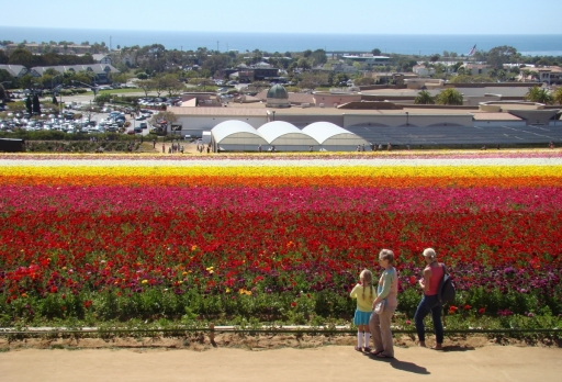 Flower-Fields-04