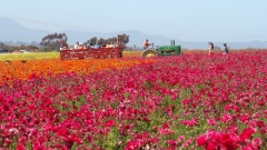 Flower-Fields-05