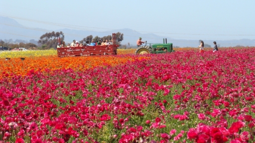 Flower-Fields-05