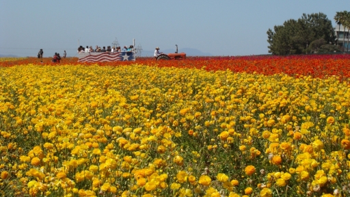 Flower-Fields-06