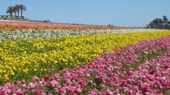 Flower-Fields-07
