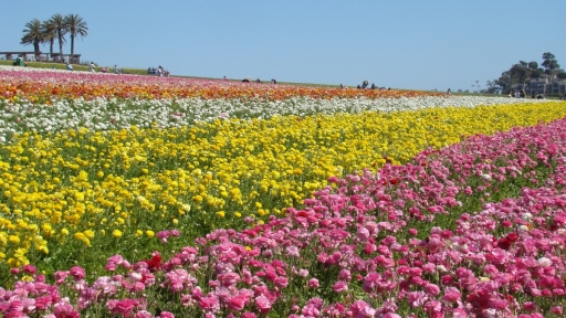 Flower-Fields-07