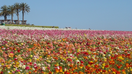 Flower-Fields-08