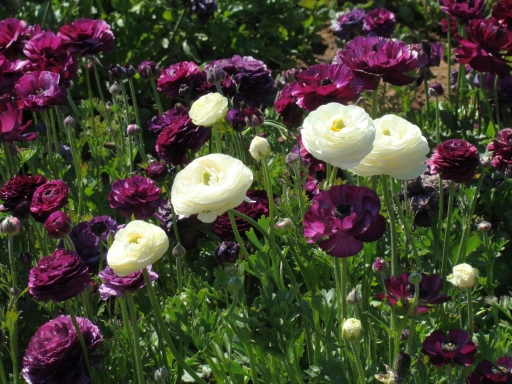 Flower-Fields-09