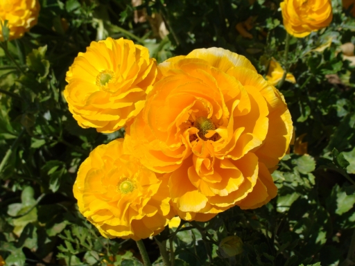 Flower-Fields-10