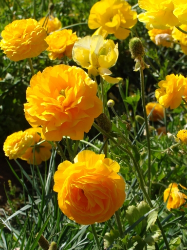 Flower-Fields-11