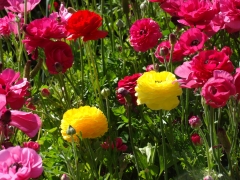 Flower-Fields-12
