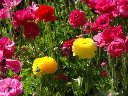 Flower-Fields-12