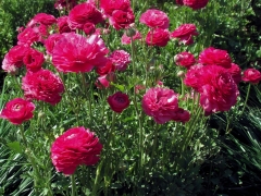 Flower-Fields-13