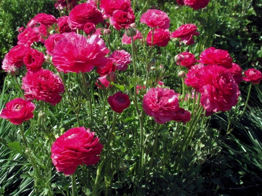 Flower-Fields-13