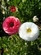 Flower-Fields-14