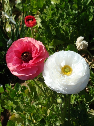 Flower-Fields-14
