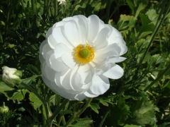 Flower-Fields-15